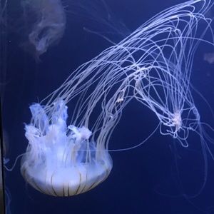 Meet your Posher, Eva